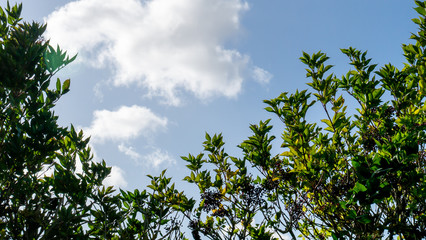 Lush green leaves at the top of an overgrown hedge or tree contrasting against a stunning sky.