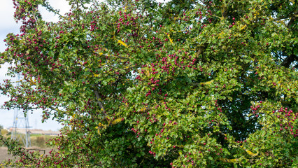 Fototapeta na wymiar A large Midland Hawthorn shrub/tree (Crataegus laevigata) bearing loads of bright red seed filled fruit.
