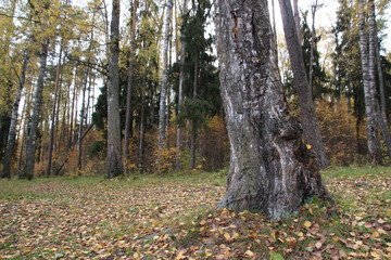 Old birch tree trunk with background of forest in autumn sunny day