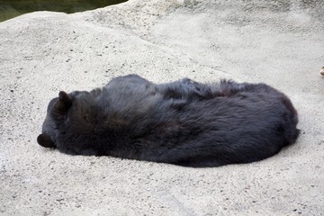 black bear laying on rock on sunny day