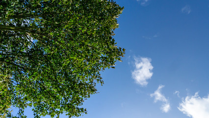 Tree top showing lush green leaves contrasting against a beautiful blue sky with white clouds.