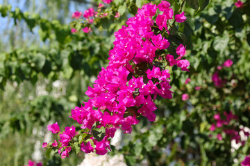 Beautiful pink flowers in nature