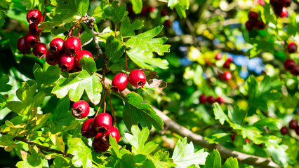 agriculture, background, berries, berry, branch, britain, bush, closeup, crataegus, crataegus laevigata, crataegus monogyna, english, english hawthorn, food, fresh, fruit, fruits, garden, green, harve