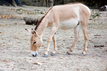 PERSIAN ONAGER or EQUUS HEMIONUS ONAGER dWalking and grazing around dusty barren groundPERSIAN ONAGER or EQUUS HEMIONUS ONAGER Walking and grazing around dusty barren ground