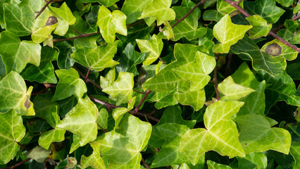 Close up of green ivy leaves (hedera helix).