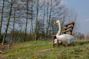young swan at the gravel pit lake