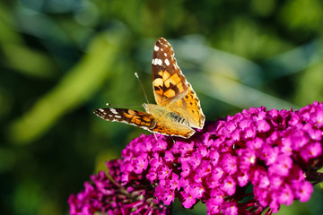 Ein Distelfalter sitzt auf einer lila Blume Blüte mit offenen Flügeln in der Sonne im Sommer Cynthia cardui