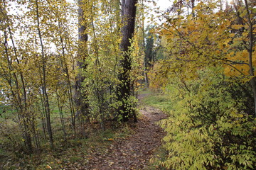 Path with fallen leaves among yellow and green trees in autumn forest in sunny day