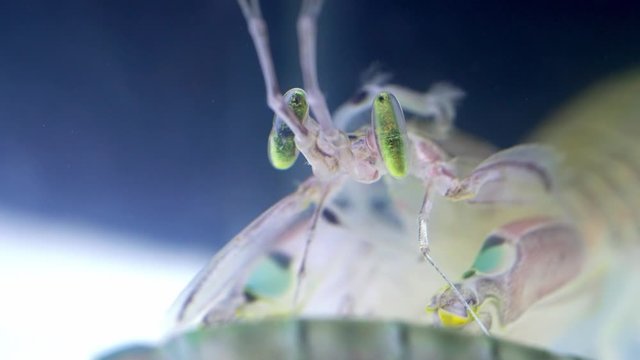 Mantis Shrimp or Squilla empusa green eyes close-up. Squilla empusa  is a species of mantis shrimp found in coastal areas of the western Atlantic Ocean.
