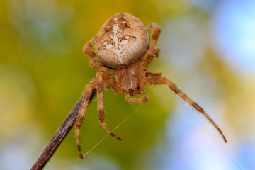 European garden spider, Araneus diadematus macro shot