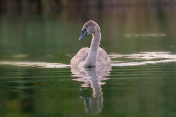 young swan at the gravel pit lake