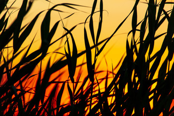 Silhouette of bulrush on sunset background