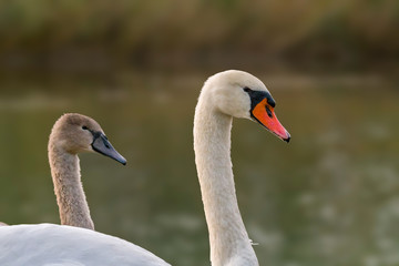 Obraz premium young swan at the gravel pit lake