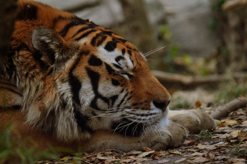 Crouching Tiger