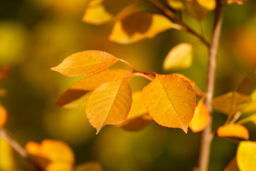 Yellow leaves on a tree in the fall