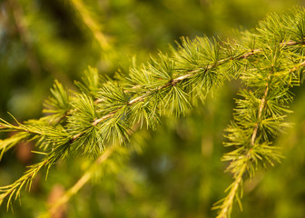 Green needles on the branches of larch