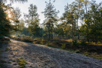 Fototapeta premium sunset in the forest behind trees