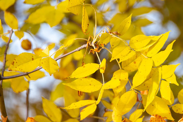 Yellow leaves on a tree in the fall