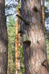 Old birdhouse on a tree for forest birds in the forest