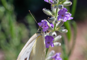 Moth on Purple Flowers