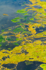 Fototapeta na wymiar Algen auf dem Wasser - Abstrakt