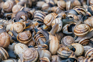 Live snails on a Marrakesh market