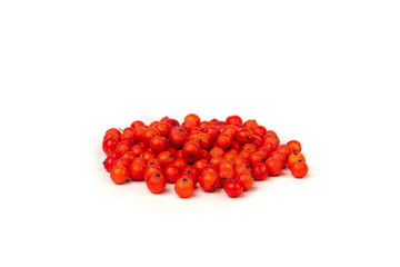  Rowan isolated on white background.
