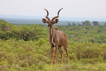 Kudu Bulle Portrait