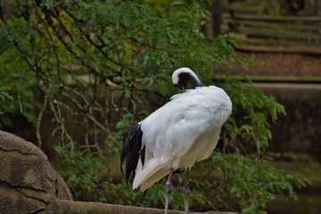 White Crane Standing against a leafy backdrop. Preening itself on a sunny summer day WHITE STORK or CICONIA CICONIA