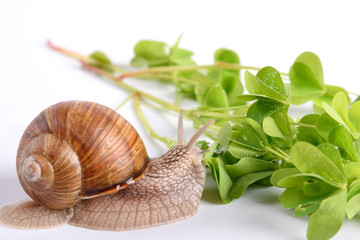 Helix pomatia.Garden snail isolated on white background.Grape snail.