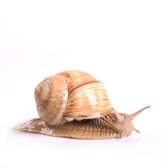 Helix pomatia.Garden snail isolated on white background.Grape snail.