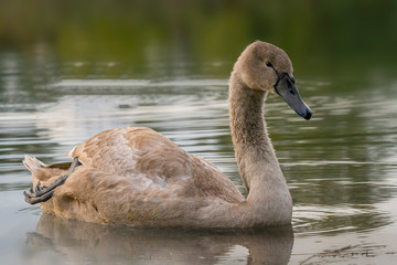 young swan at the gravel pit lake