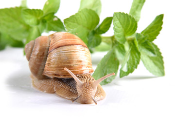 Helix pomatia.Garden snail isolated on white background.Grape snail.