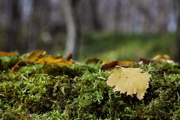 green moss in autumn in natural conditions on a blurred background of trees