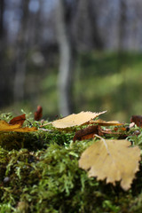 green moss in autumn in natural conditions on a blurred background of trees