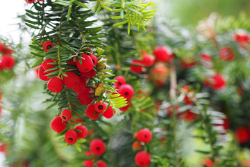 Green leaves and red mature cones Taxus baccata or yew