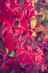 Leaves of Parthenocissus (wild climbing vine plant) in fall