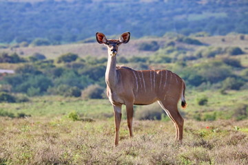 Kudu Weibchen