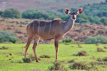 Naklejka premium Kudu Weibchen
