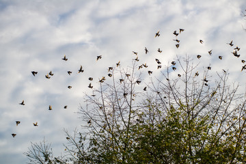 A flock of starlings perches on a tree while other fly around early in the morning