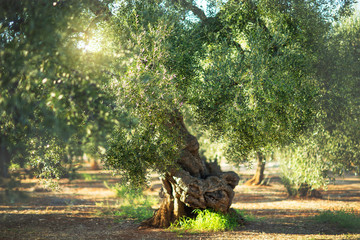 Old olive tree in the sunshine. The background is blurry.