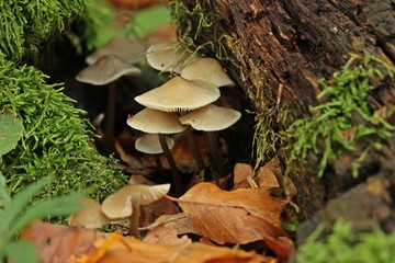 Rosablättriger Helmling (Mycena galericulata)