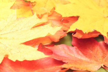 Yellow, green, red leaves of trees.