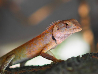 lizard on rock