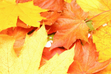 Yellow, green, red leaves of trees.
