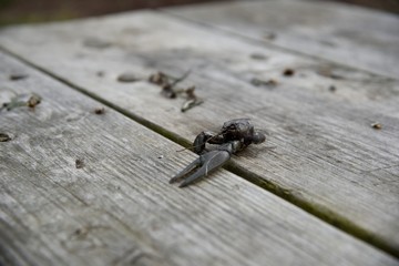 Half Mangled Fishing Bait left on Picnic Table