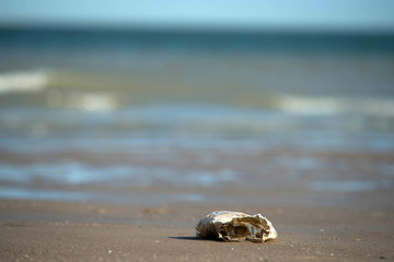 wrapping paper on the beach