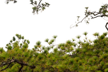 Pine  branches isolated on white background with clipping path.