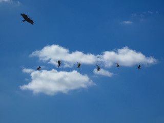 Volatili