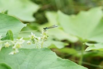 Bur cucumber is a vine plant with sharp thorns in the fruit and is too reproductive, so it is a target for extermination.